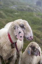 Mother with young, white domestic sheep on an alpine meadow, animal portrait, Berliner Hoehenweg,