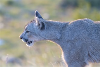 Cougar (Cougar concolor), silver lion, mountain lion, cougar, panther, small cat, morning light,
