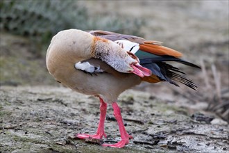 A Egyptian goose during intensive plumage care, Lake Kemnader, Ruhr area, North Rhine-Westphalia,