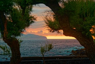 Natural frame of trees looking out over the ocean at sunset, Madalena, Pico, Azores, Portugal,