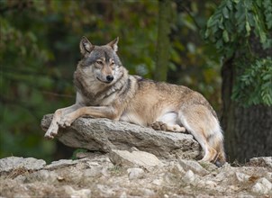 Gray wolf (Canis lupus) lying on a rock and looking attentively, captive, Germany, Europe