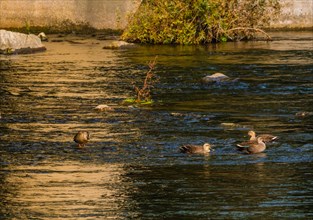 Four spot-billed ducks together in river near bridge on a bright sunny morning