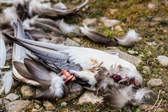Wing parts and feathers of a duck that has been killed