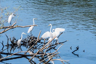 Four great white egrets sharing a pile of drift wood in a lake of blue water