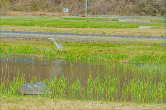 Beautiful gray heron in pond with green water reeds next to shore covered with lush green grass