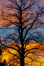 Silhouette of a leafless tree in front of a colourful sky at sunrise, Ternitz, Lower Austria,