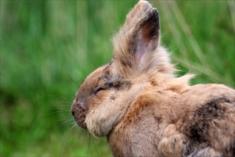 Bunny (Oryctolagus cuniculus domesticus), side view, eye closed, see nothing, hare, garden, A