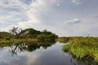 River cruise in the Okavango Delta, reeds, clouds, nature, natural landscape, landscape, nobody,