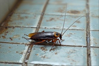 A cockroach (Blattodea) explores a tiled, dirty floor, AI generated, AI generated
