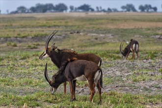 Sable antilope (Hippotragus niger), safari, travel, wildlife, wildlife, wilderness, Chobe National