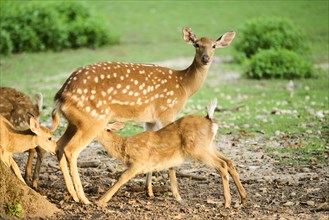 Sika deer (Cervus nippon) fawn with her mother (hind) on a meadow, Bavaria, Germany, Europe