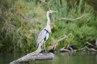 Grey heron (Ardea cinerea) standing on a tree trunk at the edge of the water, hunting, Parc Naturel