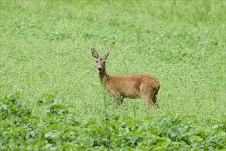 Roe deer (Capreolus capreolus) standing on a meadow, Bavaria, Germany, Europe