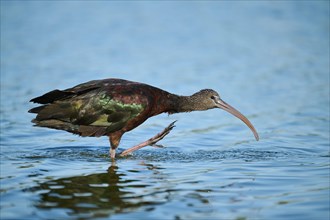 Glossy ibis (Plegadis falcinellus) standing in the water, hunting, Parc Naturel Regional de