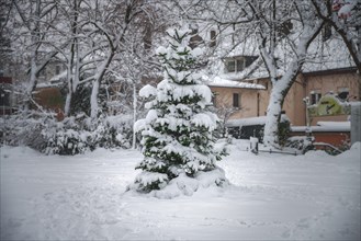 A snow-covered fir tree stands in the middle of a wintry landscape, Wuppertal Vohwinkel, North