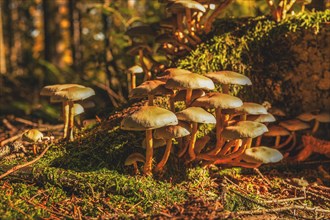 A dramatic view of mushrooms growing along a moss-covered tree trunk in the forest, in the light of