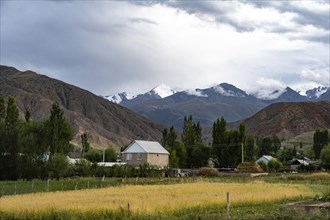 Rural scenery with a village and golden fields in front of cloudy mountains, Kyrgyzstan, Asia