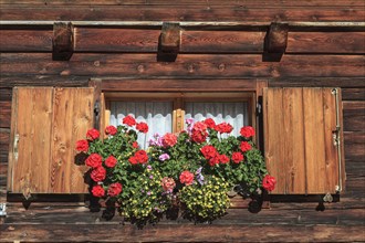 Summer flowers in front of a window on a wooden house, Tyrol, Austria, Europe