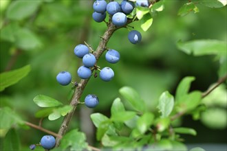 Blackthorn (Prunus spinosa), ripe blue fruit on the bush, stone fruit, Wilnsdorf, North