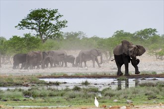 African elephant (Loxodonta africana) in Etosha National Park, herd, elephant herd, family, animal,