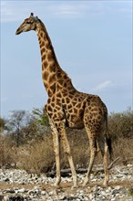 Angolan giraffe (Giraffa giraffa angolensis) in Etosha National Park, giraffe, single, lateral,