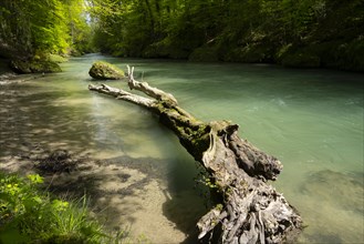 Erlauf, Erlauf Gorge, Purgstall an der Erlauf, Lower Austria