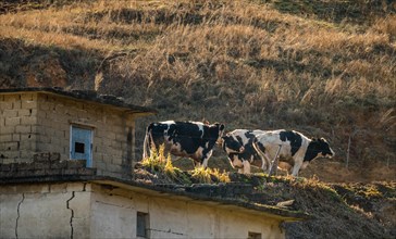 Three black and white cows standing beside old abandoned building on mountainside in evening sun