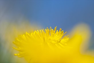 A single yellow flower against a blue sky creates a cheerful feeling, mouse perspective, common
