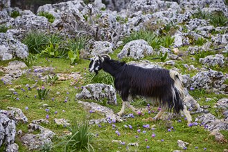 A black and white goat (caprae) grazing in nature, surrounded by rocks and purple flowers, Aradena