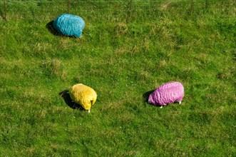 Three sheep or domestic sheep (Ovis gmelini aries) with brightly coloured wool (RGB colours, blue,