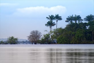 Morning light, Itapicuru lagoon, Para state, Brazil, South America