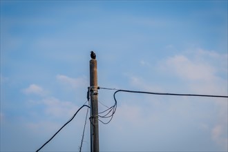 Large black crow perched on top of a concrete telephone pole with a soft blue sky in the background