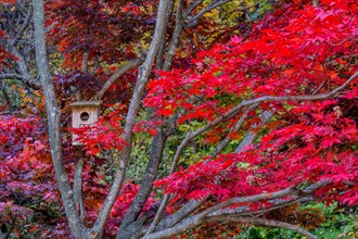 Wooden birdhouse secured to branch of maple tree in autumn colors