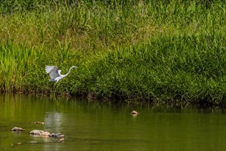 Low flying common white egret with outstretched wings near reed covered shore of river