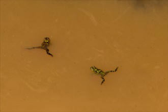Two small green and brown marsh frog floating on the surface of a small pond of dirty water