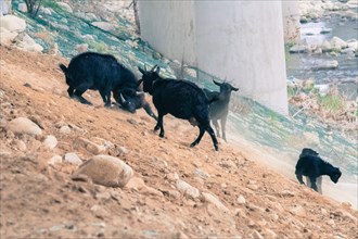 Small herd of black goats on a rocky hillside with two adult goats fighting