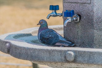 Pigeons sitting on a concrete water fountain with blue handle on chrome faucets and a can in the