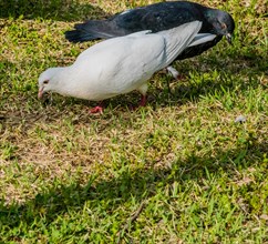 Closeup of two pigeons, one white, one gray, looking for food in a sunny green lawn in a park
