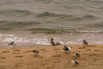 Flock of seagulls gathered on sandy beach next to water's edge