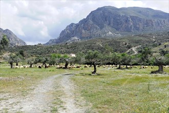 Sheep, landscape near Rethymno, Crete, Greece, Europe