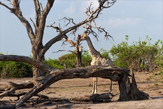 Angolan giraffe (Giraffa angolensis), animal, ungulate, travel, destination, safari, tree, dry,