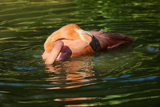 Chilean flamingo (Phoenicopterus chilensis) in the water, Bavaria, Germany, Europe