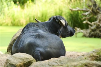 Water buffalo (Bubalus bubalis) lying on a meadow, Bavaria, Germany, Europe
