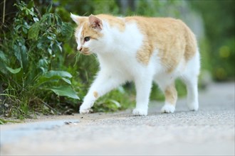 Domestic cat (Felis catus) walking on a street, Bavaria, Germany, Europe