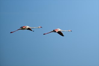 Greater Flamingos (Phoenicopterus roseus) flying in the sky, Parc Naturel Regional de Camargue,