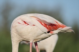 Greater Flamingo (Phoenicopterus roseus), body, detail, feathers, Parc Naturel Regional de