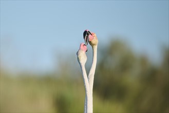 Greater Flamingo (Phoenicopterus roseus) arguing with each other, portrait, Parc Naturel Regional