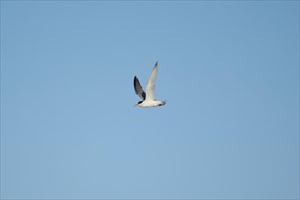 Little tern (Sternula albifrons) flying in the sky, Parc Naturel Regional de Camargue, France,