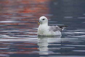 Northern fulmar (Fulmarus glacialis), swimming in the harbour basin, Iceland, Europe