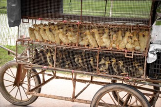 Several ducklings enclosed in a mobile cage on a cart, suggesting animal trade. Ha giang, Vietnam,